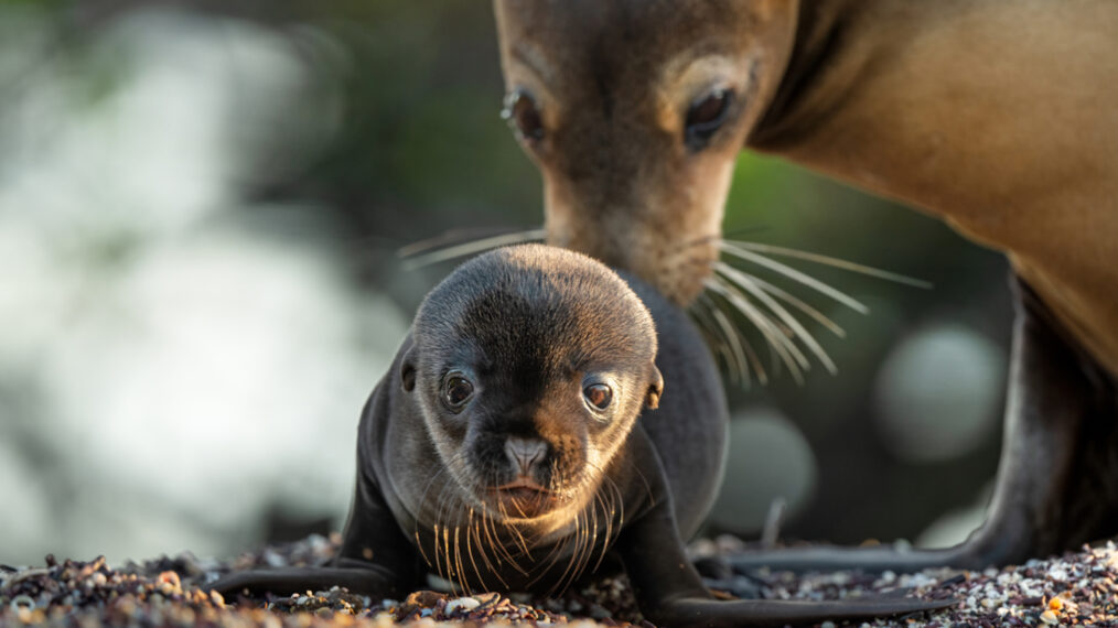 A scene from Disneynature's 'Sea Lions of the Galapagos'