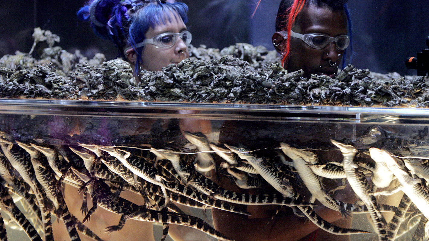 'Fear Factor' Returning to Fox After Almost 20 Years: Will Joe Rogan Also Be Back?