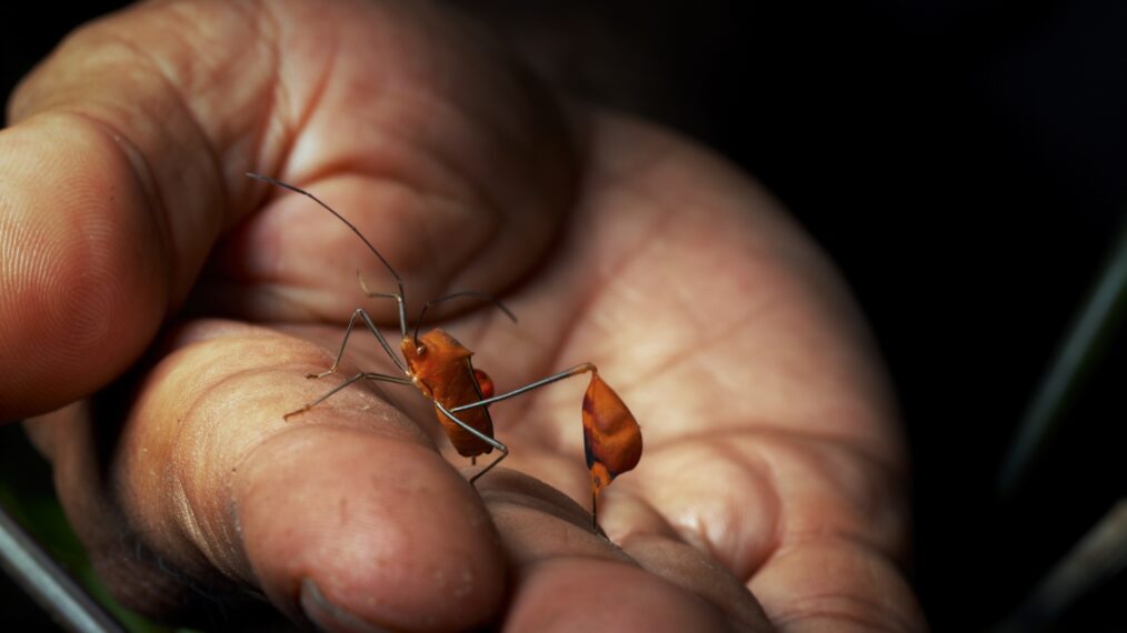 'Bugs That Rule the World' Season 1 Episode 1