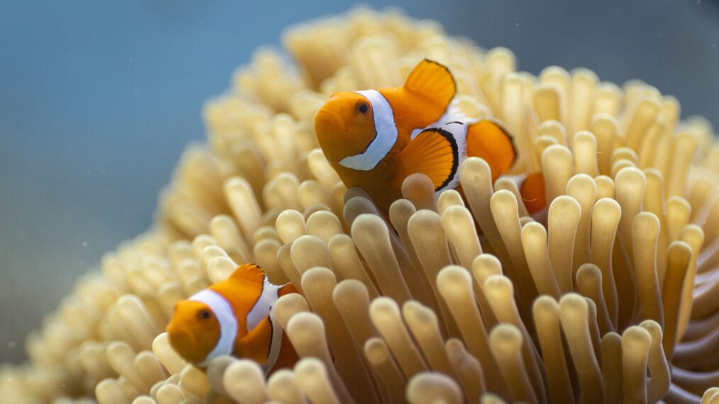 'Ocean with David Attenborough'