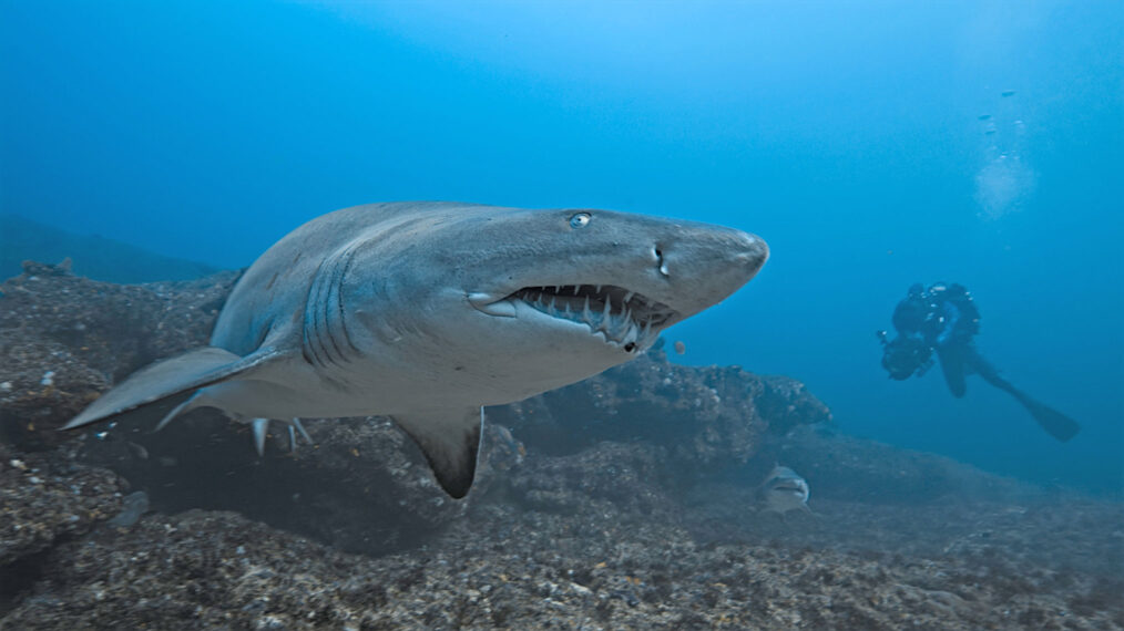 Host Bertie Gregory filming a ragged tooth shark underwater.