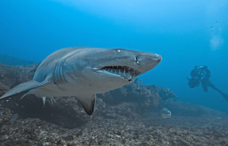 Host Bertie Gregory filming a ragged tooth shark underwater.