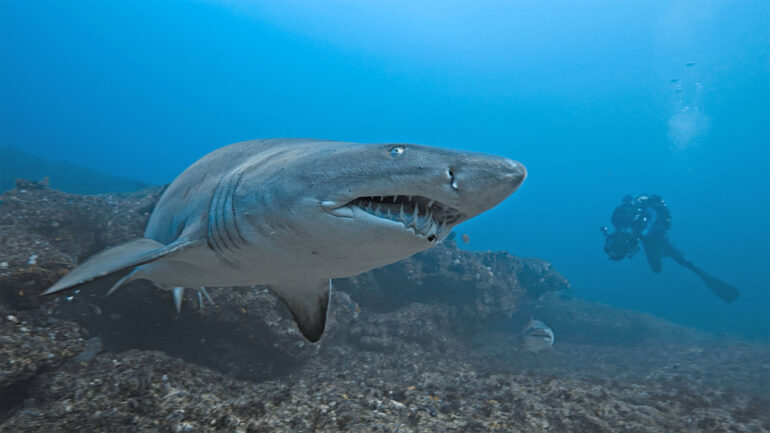 Host Bertie Gregory filming a ragged tooth shark underwater.