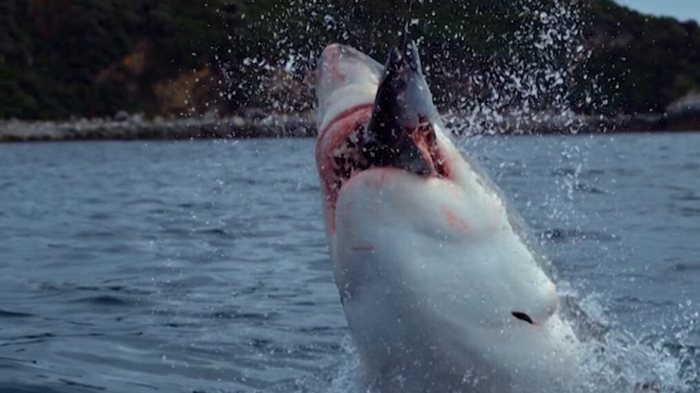 'Great White Sex Battle' for Shark Week