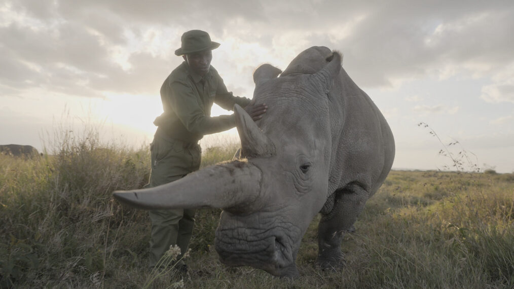 Zacharia Mutai, the keeper of the Northern White Rhinos shares a moment with Najin in 'The Last Rhino: A New Hope' on Nat Geo