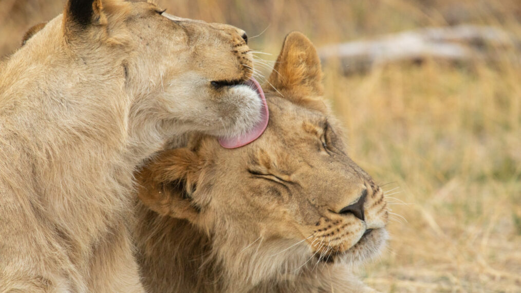 'Big Cats 24/7' Season 2