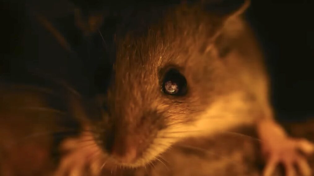 'Nightmares of Nature' on Netflix