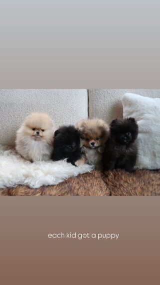 Kim Kardashian's four puppies she gave to her kids for Christmas