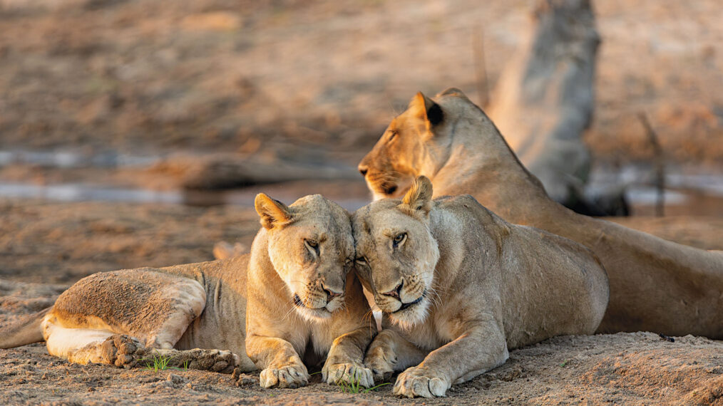 How Sir David Attenborough Is Vital to Bringing Animal Series ‘Kingdom’ to Life