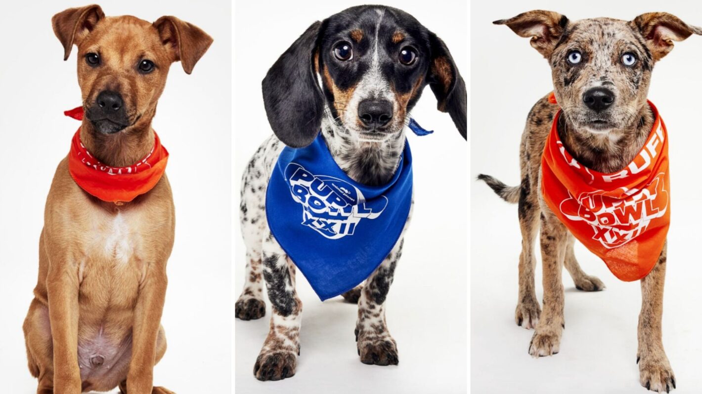Meet Team Ruff & Team Fluff of the 2026 Puppy Bowl