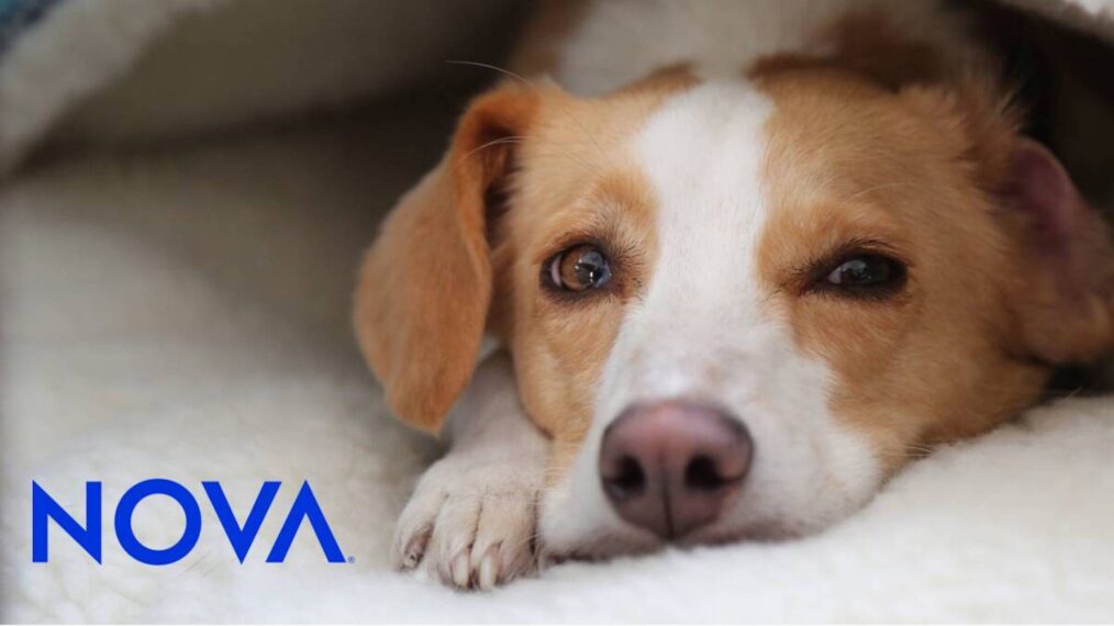 Nova 'Can Dogs Talk'