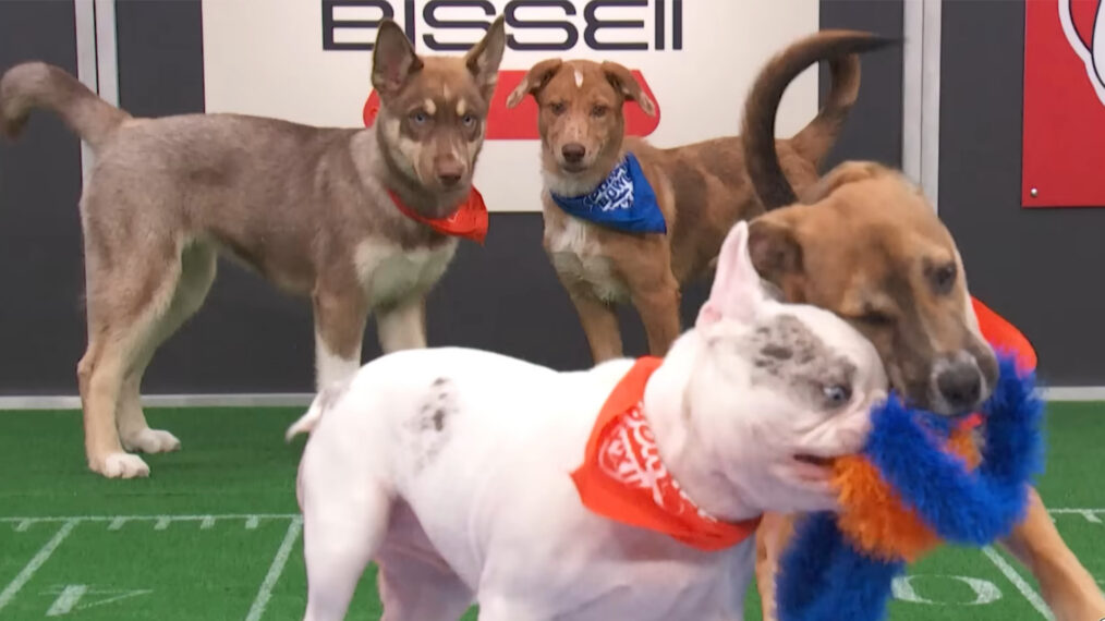 Canine players in Puppy Bowl XXII