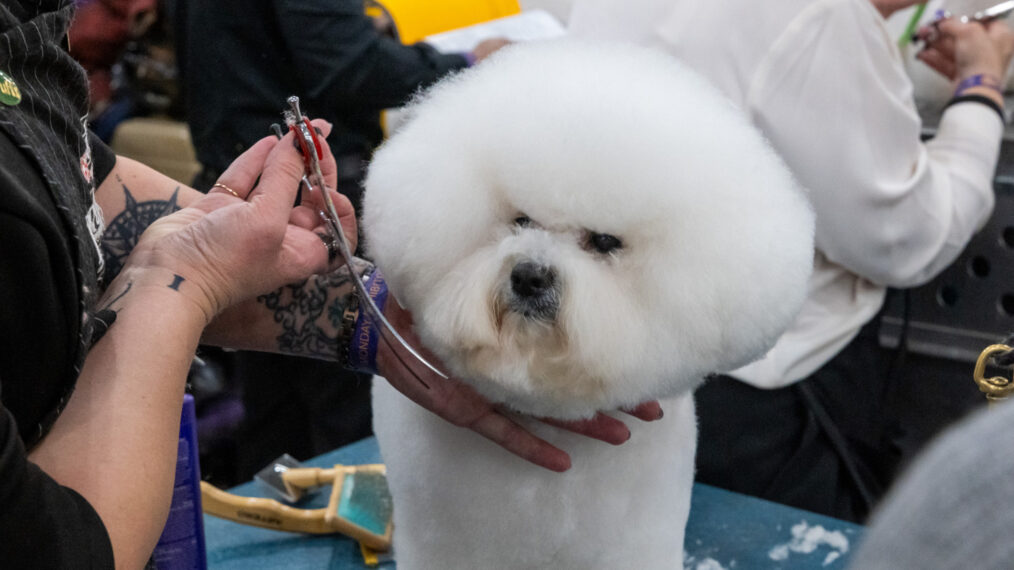 Dog getting groomed at Javits Center on February 2 ahead of the 2026 Westminster Kennel Club Dog Show