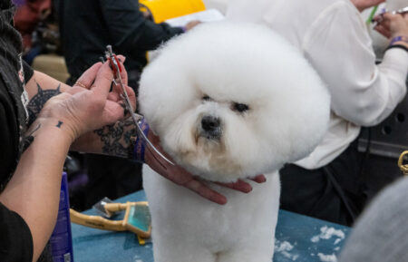 Dog getting groomed at Javits Center on February 2 ahead of the 2026 Westminster Kennel Club Dog Show