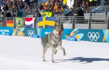 A wolfdog crashes a women's cross-country skiing event at the 2026 Winter Olympics, February 18, 2026.