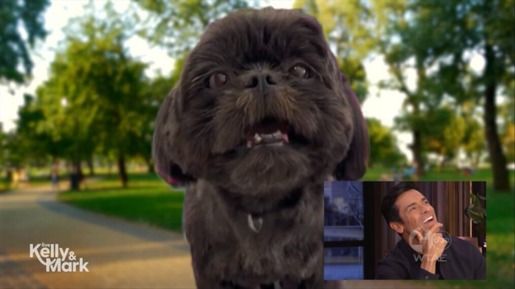 Mark Consuelos and dog Lena on the March 30, 2026, episode of ABC's 'Live With Kelly and Mark.'