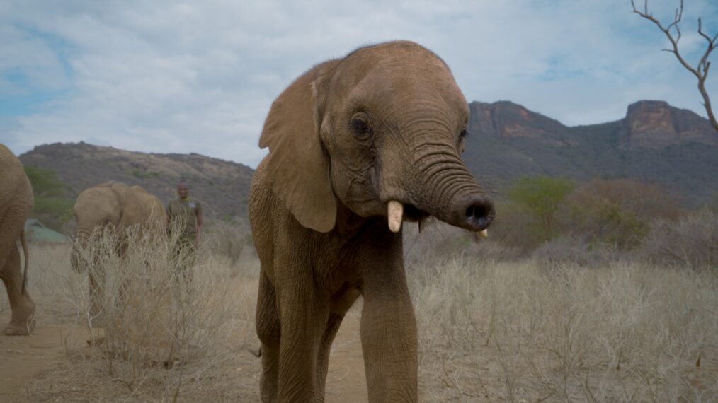 NATURE Rescued elephant Long'uro. Credit: Nicola Tremain / Courtesy of Passion Planet, The WNET Group and Love Nature