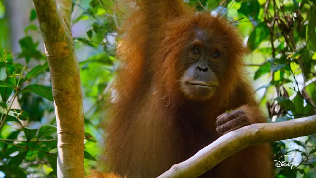 'Orangutan' trailer, Disney+, April 22, 2026.