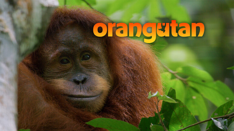 Orangutan