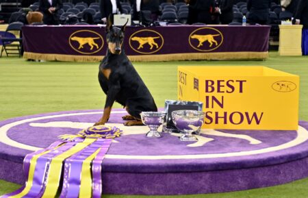 NEW YORK, NEW YORK - FEBRUARY 03: Penny, the Doberman Pinscher, winner of Best in Show, during the 150th Westminster Kennel Club Dog Show – Junior Showmanship, Group Judging (Sporting, Working, Terrier) + Best In Show at Madison Square Garden on February 03, 2026 in New York City. (Photo by Roy Rochlin/Getty Images for Westminster Kennel Club)