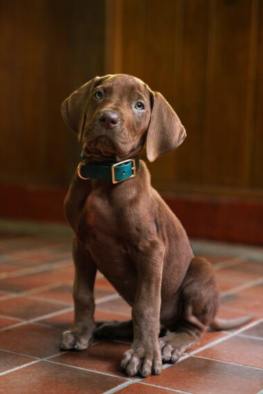 Scooby-Doo: Origins. Scooby on the set of Scooby-Doo: Origins season 1. Cr. Steve Dietl/Netflix © 2026