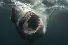 Your Guide to Shark Week 2026