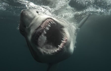 'Secrets of the Great White Kill'