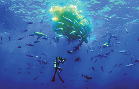 Host, Bertie Gregory dives with a bait ball.