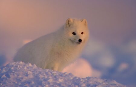 Arctic Fox – 'The Americas'