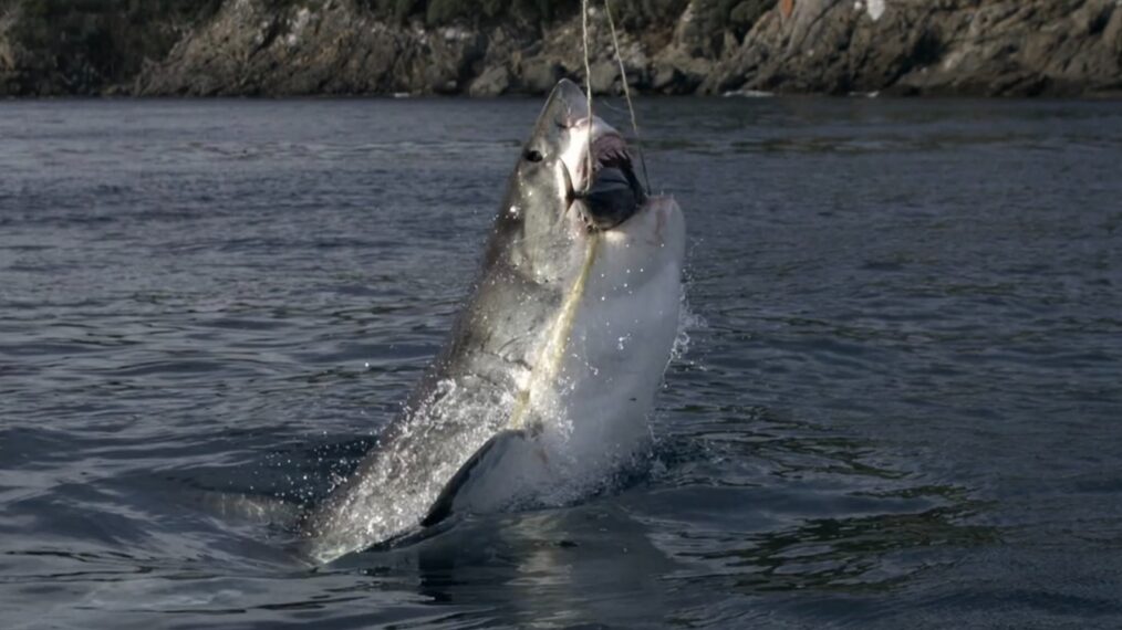 'How to Train a Great White' trailer, Shark Week special, Discovery Channel, premieres July 30, 2026.