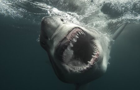 Secrets of the Great White Kill Great White Shark with mouth open