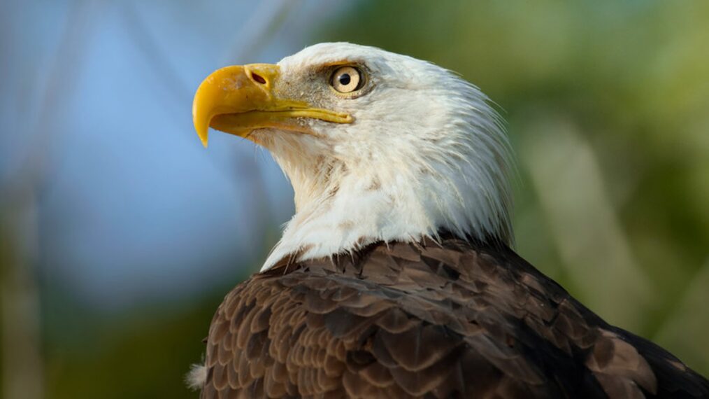 'The Americas: A Wild 250th,' NBC, premieres July 2, 2026.