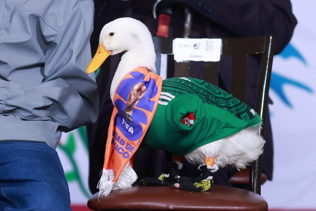 MEXICO CITY, MEXICO - JUNE 22: Merlin the duck is seen on a chair during the daily press conference of Mexican President Claudia Sheinbaum, at the National Palace, in Mexico City, Mexico on June 22, 2026. Merlin the duck, adopted by the public as an unofficial mascot of Mexico's national team, was invited by Mexican President Claudia Sheinbaum to attend her morning press conference along with its owners. (Photo by Daniel Cardenas/Anadolu via Getty Images)