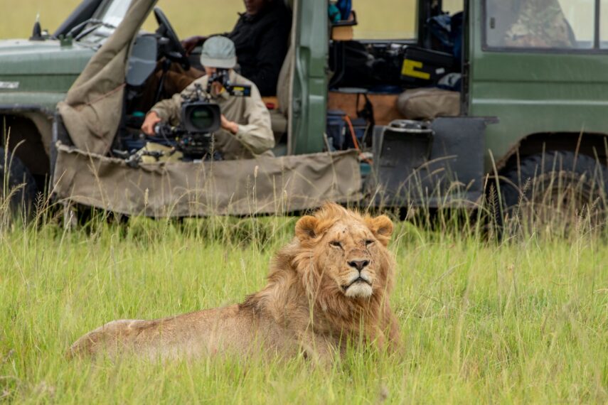 Lion