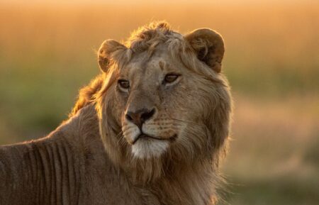 Lion