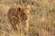 'Lion': The Amazing Story Behind National Geographic's Epic Docuseries