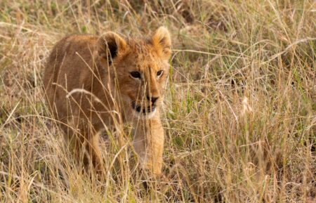 'Lion,' National Geographic docuseries, premieres August 19, 2026.