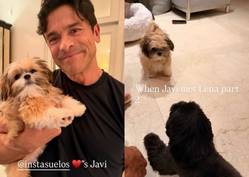Mark Consuelos and dog Javi via Kelly Ripa's Instagram Story, October 20, 2026.