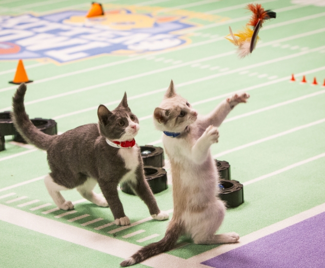 Kittens Get Fooled