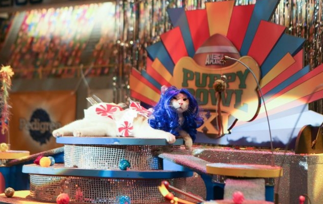 Katty Furry performs in Puppy Bowl's Kitty Half-Time Show