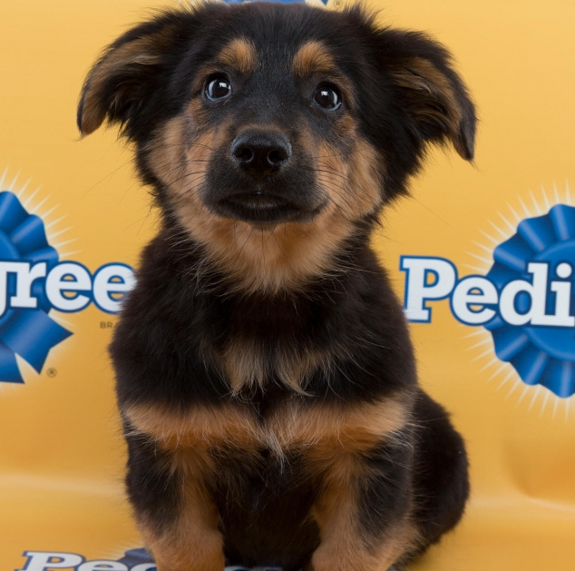 Puppy Bowl XI Player Zane