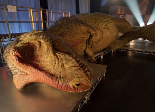 T. Rex Autopsy