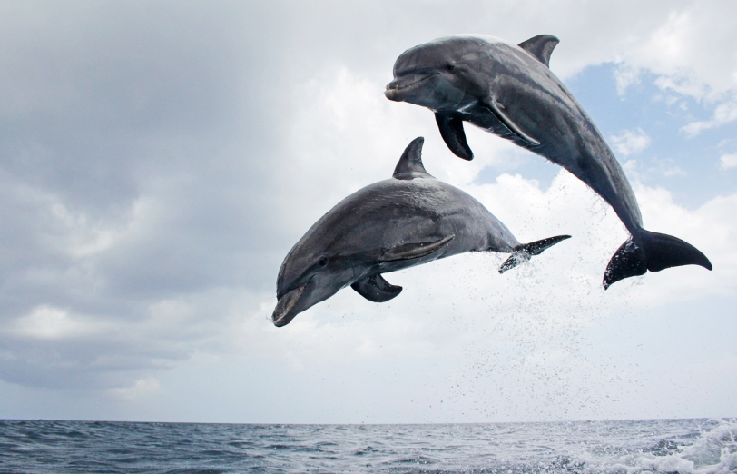 Dolphins