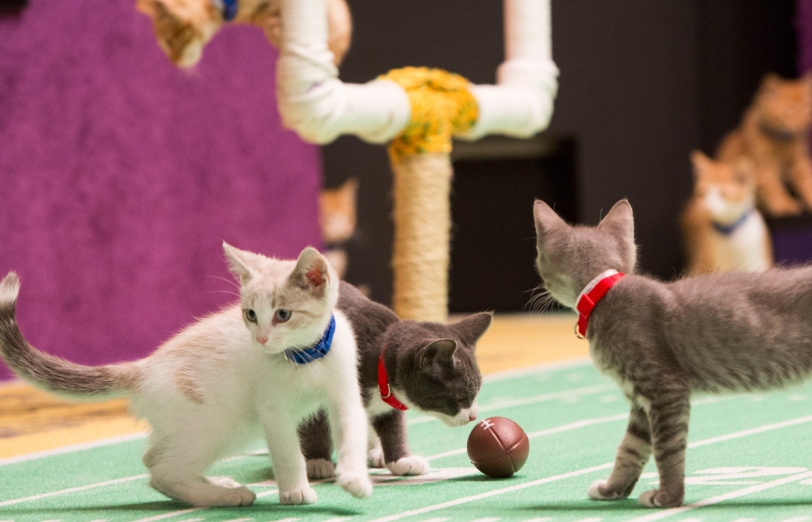 Kitten Bowl 2015