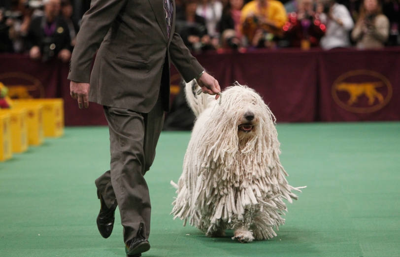 Westminster Kennel Club Dog Show